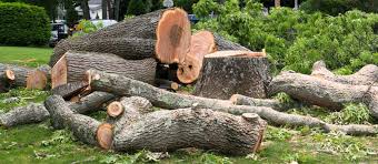 Cut tree logs from tree and brush work in Warrenton VA